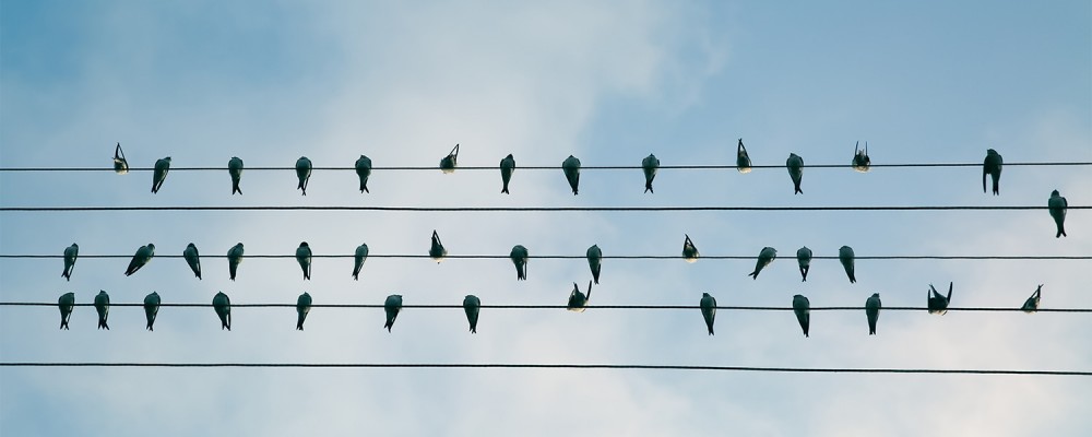 A community of birds